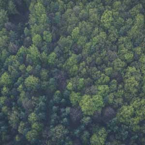 banner-bomen-2