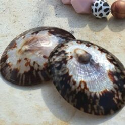 Natuurlijke borstvoedingsschelpen van parelmoer